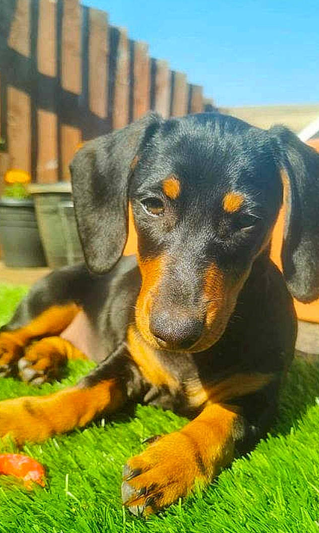 Dolly is registered to the contest to win money with this photo: austrian_black_and_tan_hound, canidae, carnivore, dachshund, dog, dog_breed, grass, hellenikos_ichnilatis, hound, huntaway, hunting_dog, lithuanian_hound, mammal, montenegrin_mountain_hound, polish_hunting_dog, smaland_hound, snout, transylvanian_hound, tyrolean_hound, vertebrate