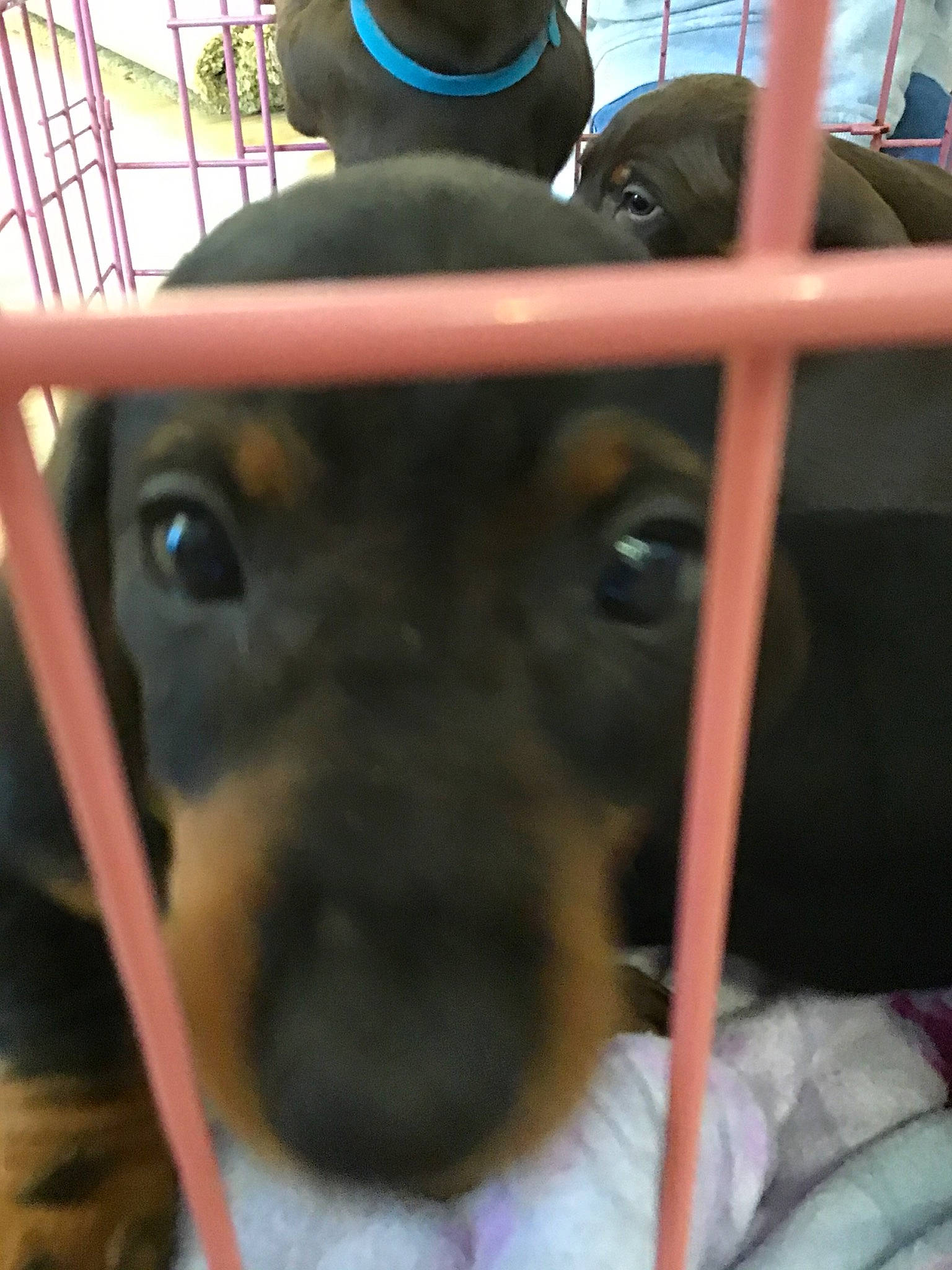 Dolly joined the competition — help win amazing prizes! canidae, carnivore, dachshund, dog, dog_breed, fawn, german_pinscher, guard_dog, miniature_pinscher, nose, pinscher, puppy, snout, sporting_group, toy_dog