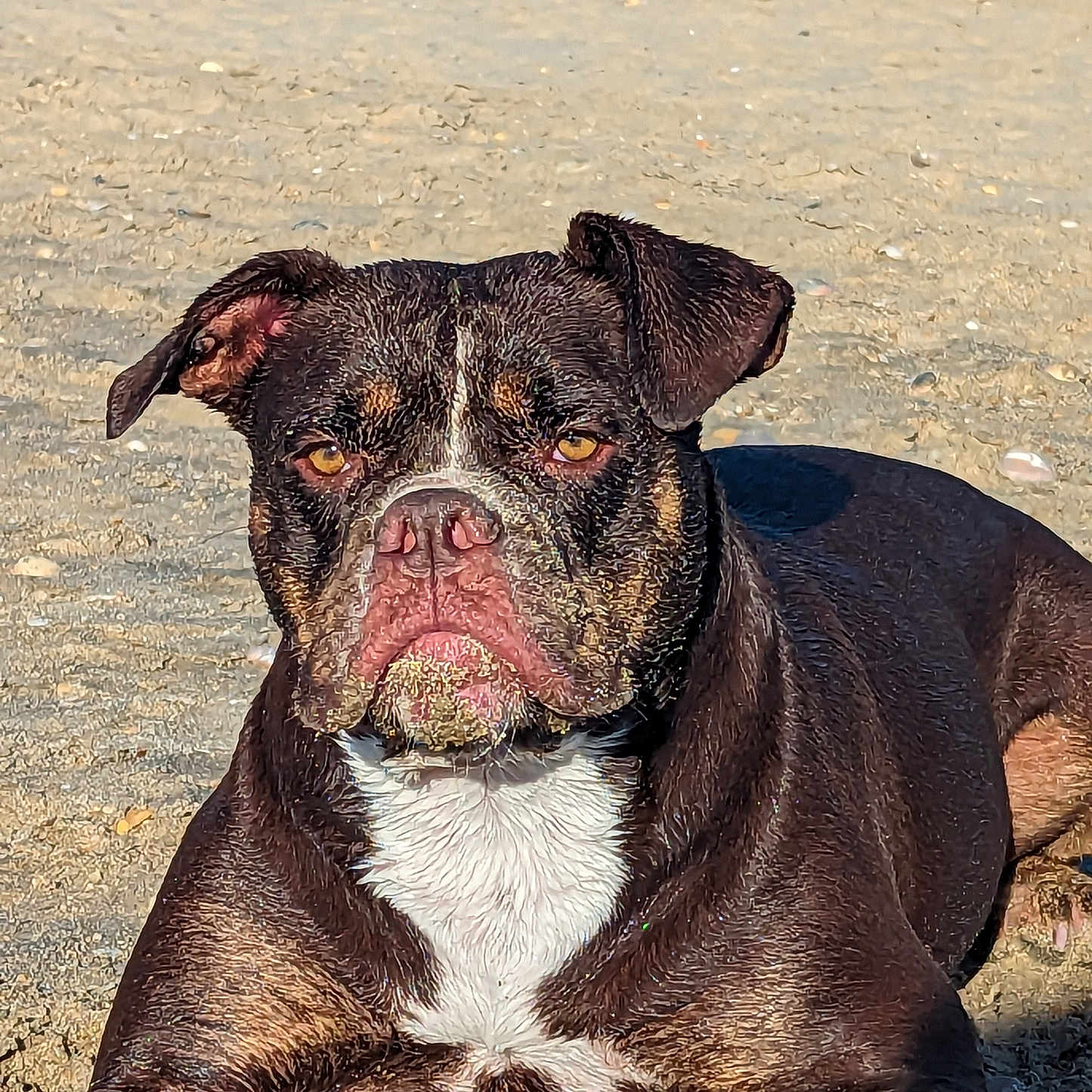 Orquide a rejoint le concours — aidez-le/la à gagner de superbes lots ! animal, beach, brown_dog, canine, closeup, daytime, dog, ears, fur, lying_down, nature, outdoor, pet, portrait, relaxed, sand, snout, summer, sunlight, white_chest