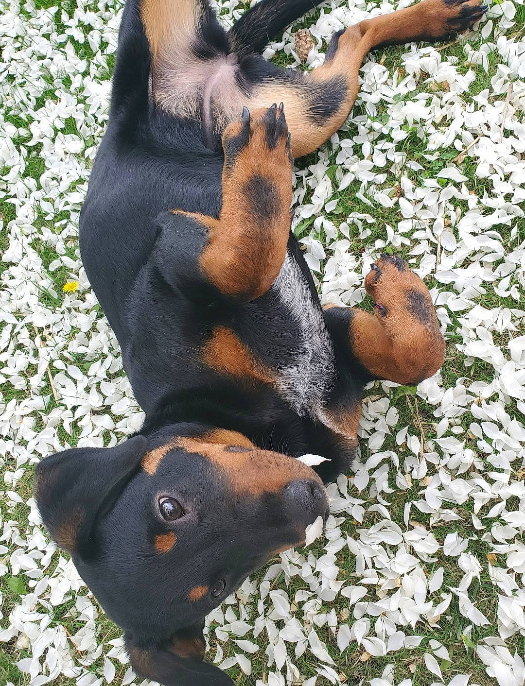 Rwby is registered to the contest to win money with this photo: canidae, carnivore, dog, dog_breed, fawn, gesture, grass, liver, paw, plant, snout, sporting_group, terrestrial_animal, tree, working_animal, working_dog