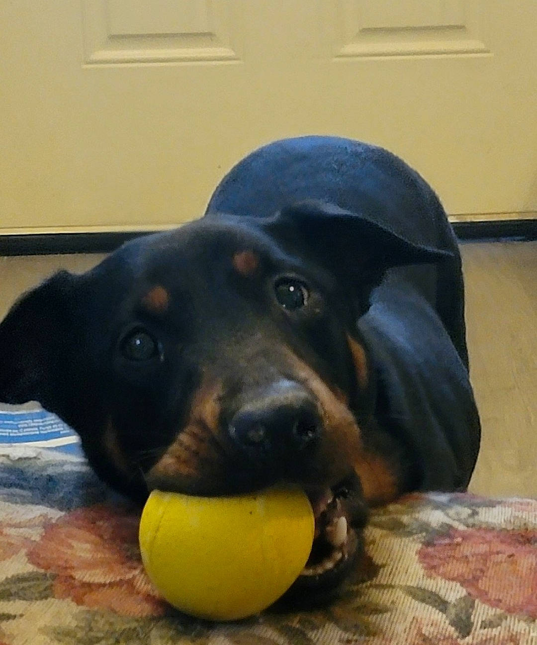 Rwby joined the competition — help win amazing prizes! canidae, carnivore, companion_dog, dog, dog_breed, dog_food, dog_supply, ear, electric_blue, fur, guard_dog, paw, pet_supply, snout, sporting_group, whiskers, working_animal, working_dog