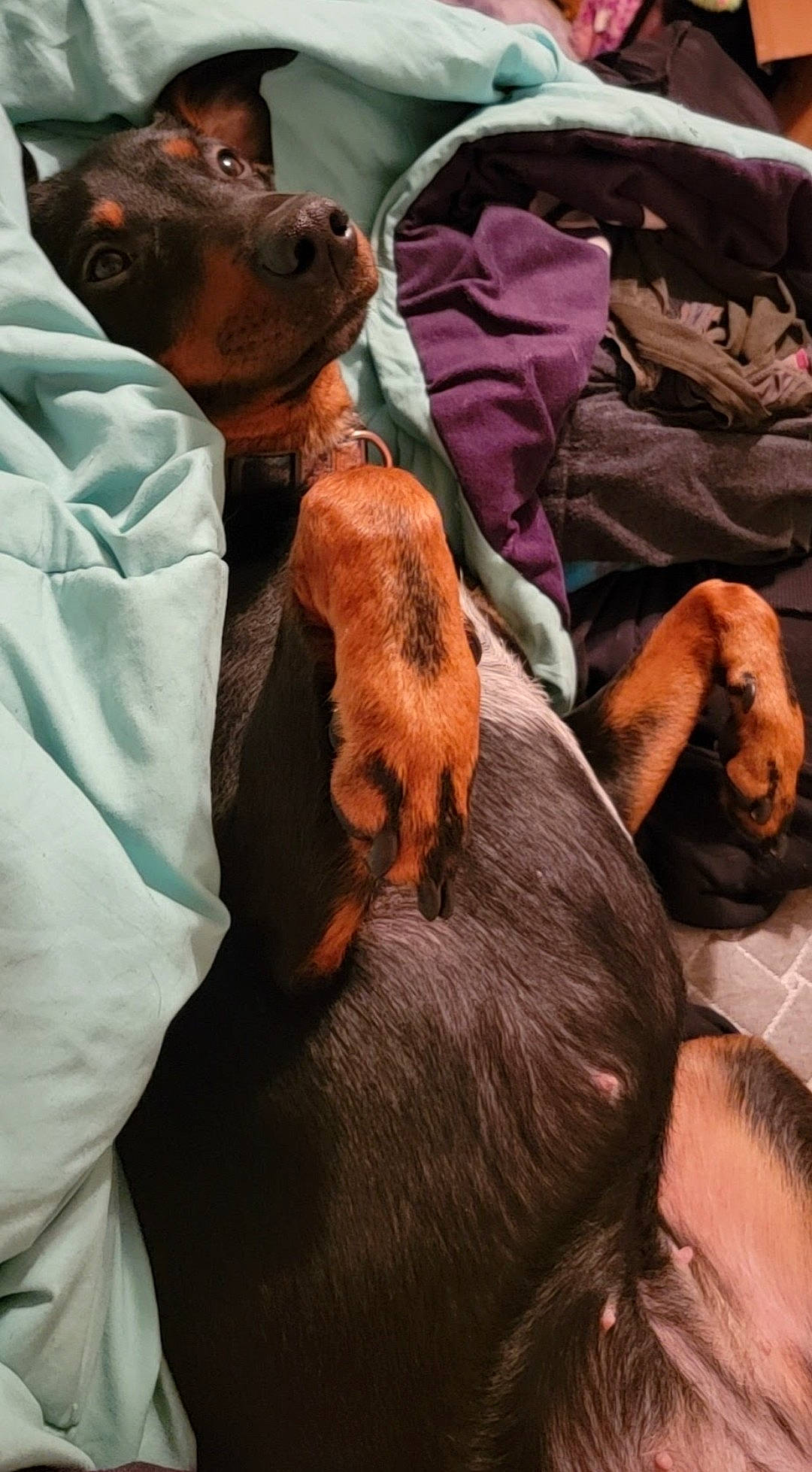 Rwby joined the competition — help win amazing prizes! canidae, carnivore, comfort, companion_dog, dog, dog_breed, ear, elbow, fawn, flesh, fur, gesture, guard_dog, hat, liver, mouth, sporting_group, working_animal, wrinkle