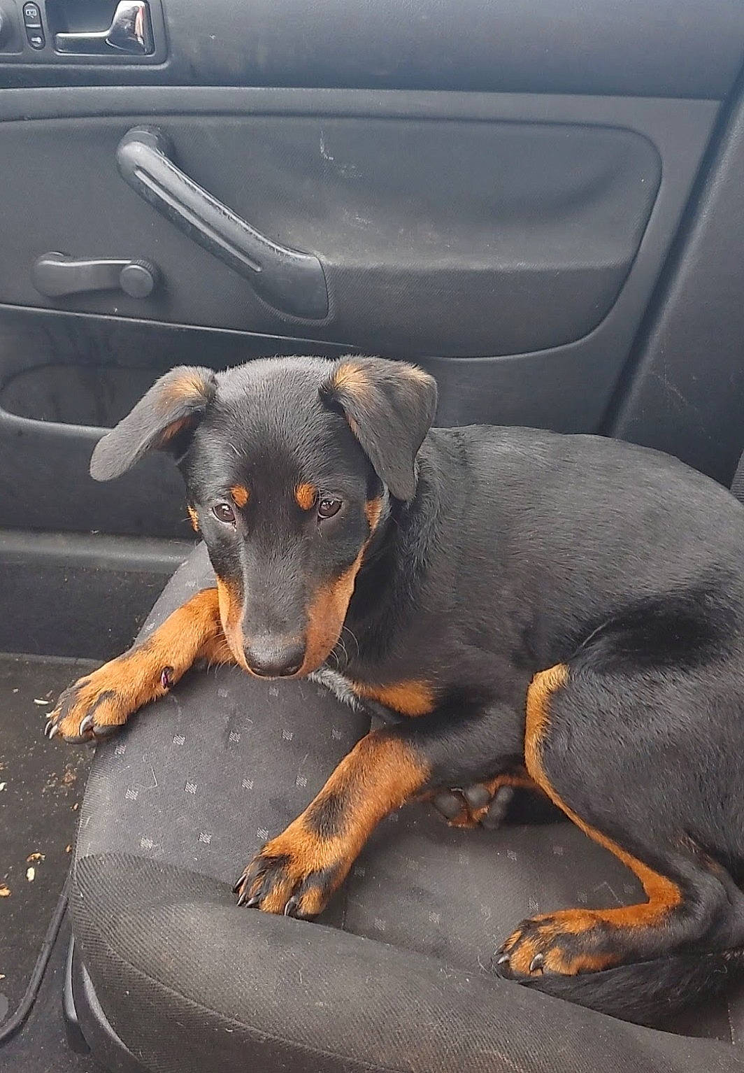 Rwby is registered to the contest to win money with this photo: automotive_exterior, bumper, canidae, car_seat, carnivore, comfort, companion_dog, dobermann, dog, dog_breed, gas, guard_dog, montenegrin_mountain_hound, snout, sporting_group, vehicle, vehicle_door, windshield, working_animal, working_dog