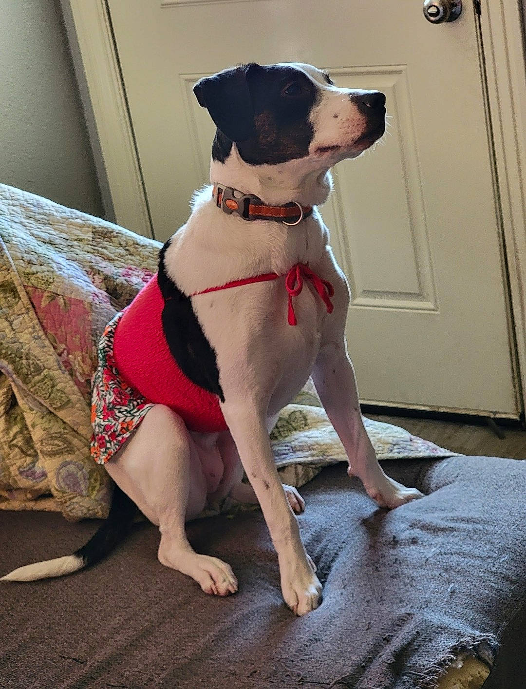 Luna is registered to the contest to win money with this photo: canidae, carnivore, collar, comfort, companion_dog, dog, dog_breed, dog_collar, dog_supply, door, fawn, flooring, human_leg, knee, pet_supply, sleeve, snout, sporting_group, thigh, working_animal