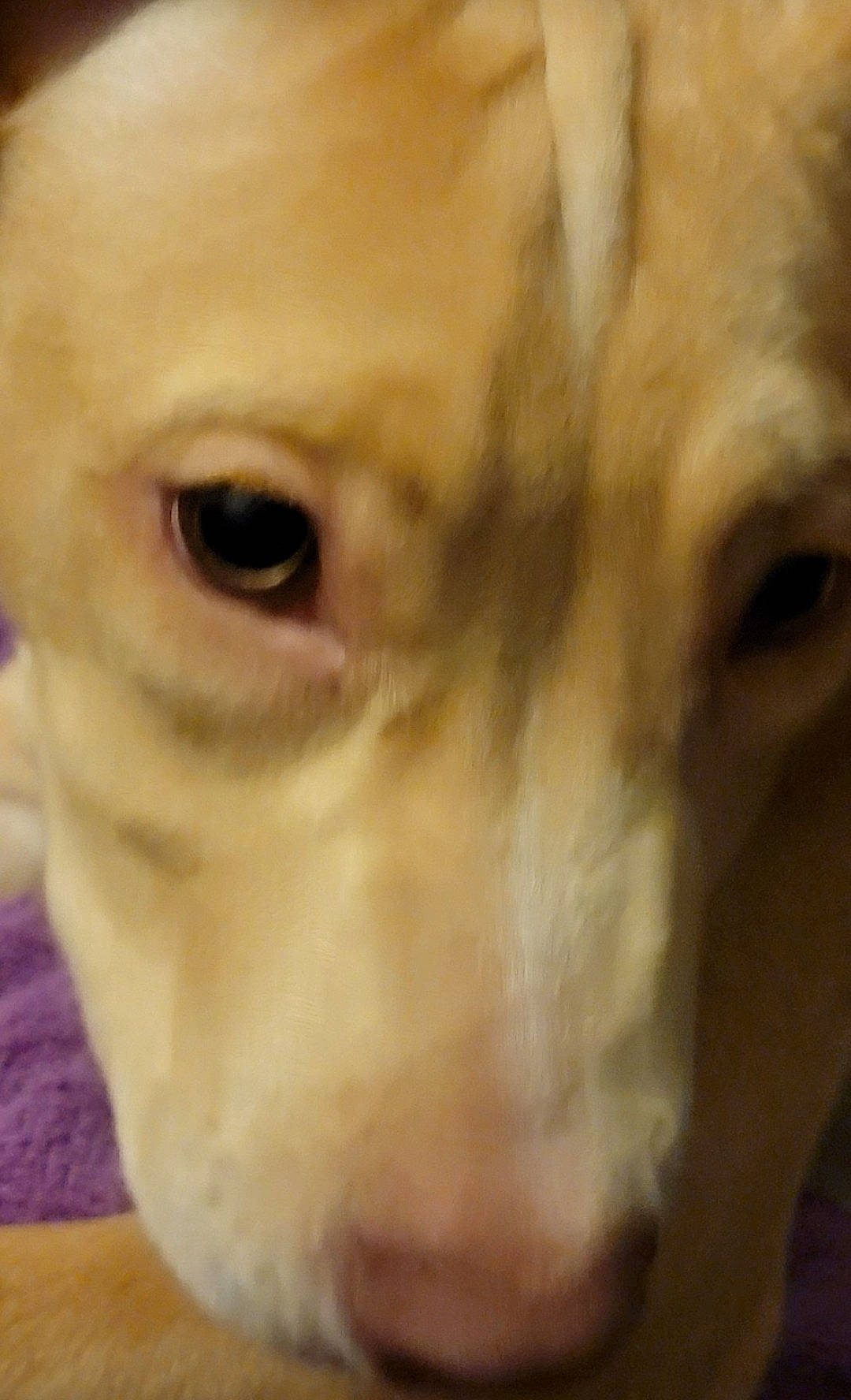 Arrow is registered to the contest to win money with this photo: canidae, close_up, dog_breed, ear, eyelash, fawn, felidae, fur, jaw, selfie, snout, sporting_group, terrestrial_animal, whiskers, wildlife, working_animal, wrinkle