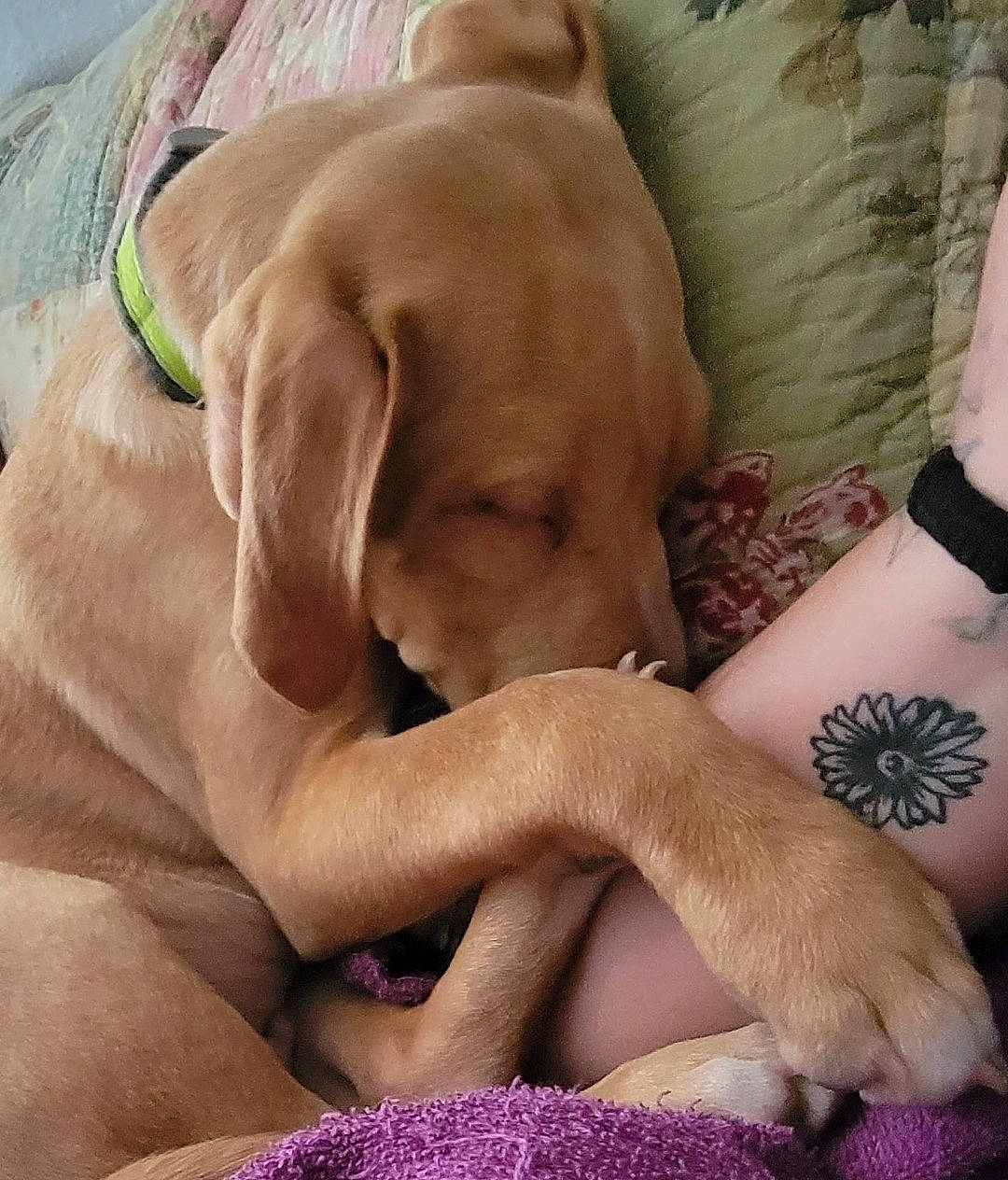 Arrow is registered to the contest to win money with this photo: abdomen, carnivore, chest, comfort, companion_dog, dog, dog_breed, fawn, finger, foot, fur, gesture, human_leg, knee, linens, nail, sporting_group, thigh, thumb, wrist