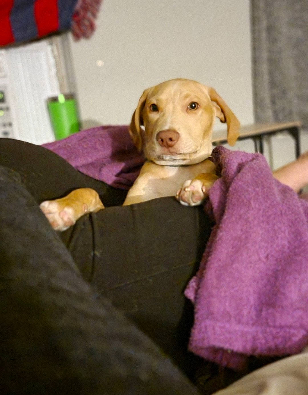 Arrow joined the competition — help win amazing prizes! canidae, carnivore, collar, companion_dog, dog, dog_breed, dog_clothes, dog_collar, dog_supply, fawn, fur, liver, pet_supply, pink, purple, snout, sporting_group, toy, whiskers, working_animal