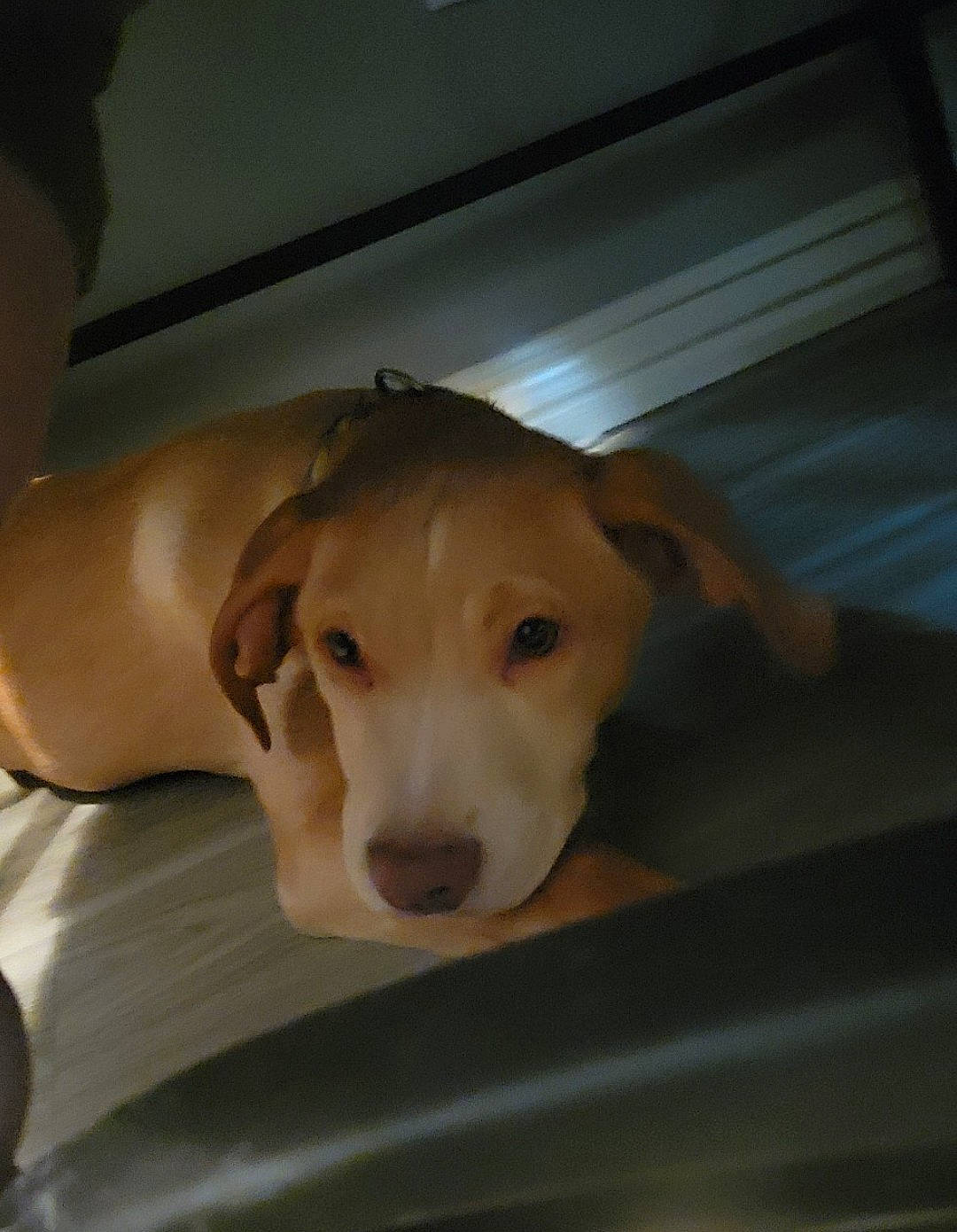 Arrow is registered to the contest to win money with this photo: canidae, carnivore, comfort, companion_dog, dog, dog_breed, flooring, fur, labrador_retriever, non_sporting_group, paw, pet_supply, sporting_group, tail, terrestrial_animal, whiskers, wood, working_animal