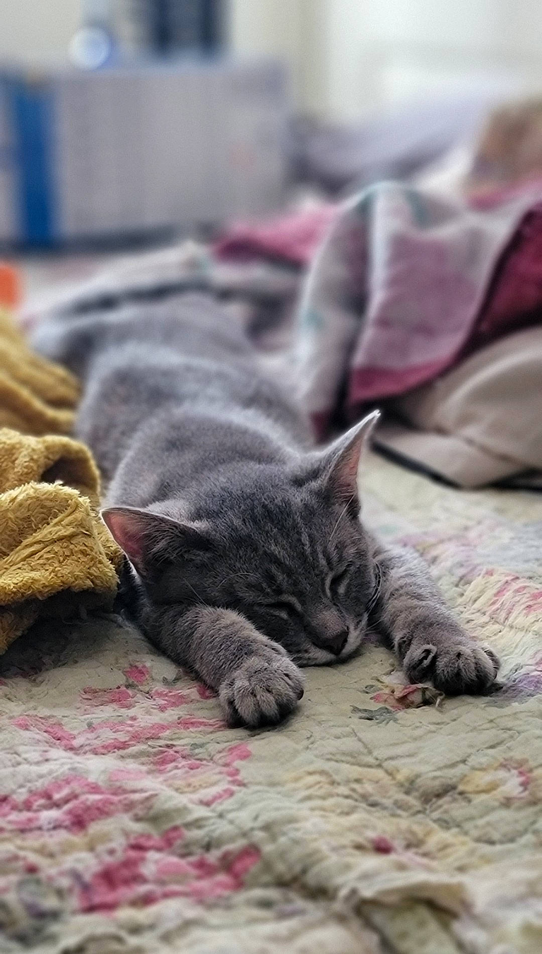 Sage joined the competition — help win amazing prizes! carmine, carnivore, cat, claw, comfort, domestic_short_haired_cat, felidae, flooring, fur, grey, linens, magenta, nap, pattern, sand, small_to_medium_sized_cats, snout, terrestrial_animal, whiskers