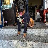 Luna joined the competition — help win amazing prizes! dog, pet, animal, steps, clothing, shirt, skeleton_design, tongue_out, outdoor, doorway, plants, table, checkered_cloth, concrete, house, floor, happy, brown, black, cute