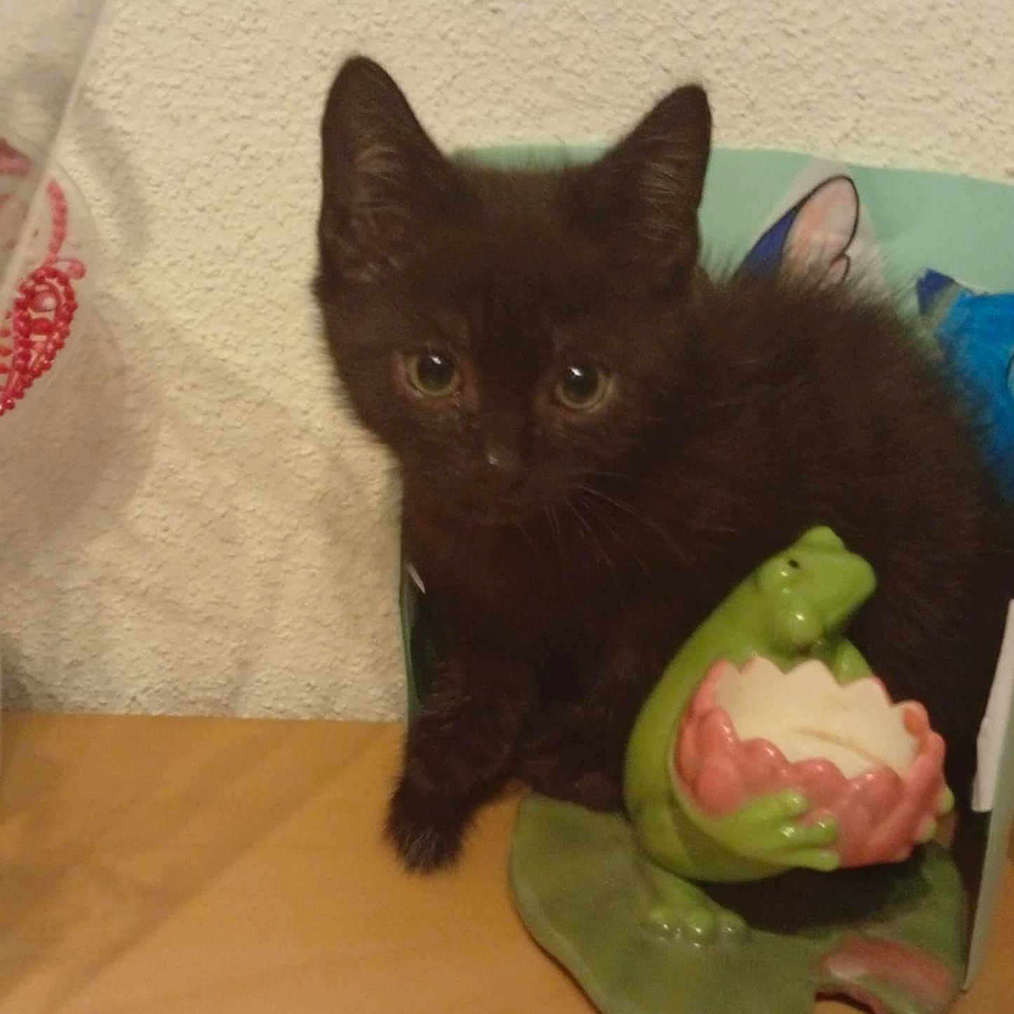 Tigrou a rejoint le concours — aidez-le/la à gagner de superbes lots ! animal, beige_wall, black_kitten, cat, ceramic, curious, cute, decor, feline, figurine, flower_bowl, frog, indoor, kitten, pet, small, table, wide_eyes, wood_surface, young