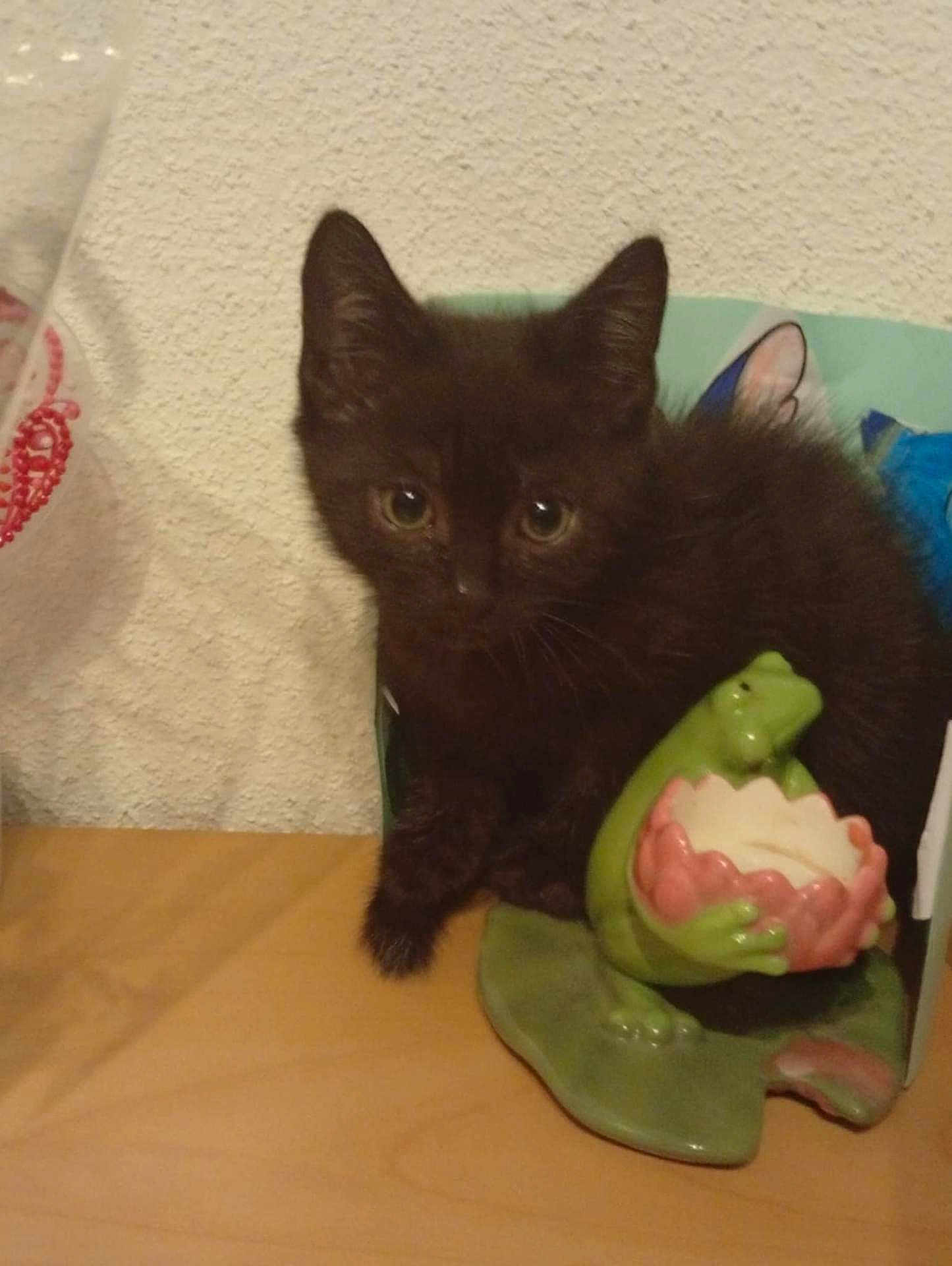Tigrou a rejoint le concours — aidez-le/la à gagner de superbes lots ! black_kitten, kitten, cat, pet, animal, figurine, frog, ceramic, decor, flower_bowl, curious, wide_eyes, indoor, table, wood_surface, beige_wall, cute, small, young, feline