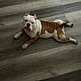 animal, brown, bulldog, canine, companion, curious, dog, domestic_animal, ears, floor, home, indoor, laying, looking_up, paws, pet, relaxed, snout, white, wooden_floor