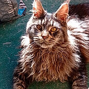 Alphonse a rejoint le concours — aidez-le/la à gagner de superbes lots ! animal, cat, close_up, ears, eyes, feline, fluffy, fur, green_carpet, indoor, long_hair, lying_down, mammal, pet, portrait, relaxing, shadow, sunlight, texture, whiskers