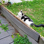 Moka participe au concours pour gagner de l'argent avec cette photo : animal, backyard, black_and_white_cat, cat, clover, curious, daylight, feline, garden, grass, greenery, nature, outdoor, pet, plant, planter, potted_plant, relaxed, wooden_border, yellow_planter