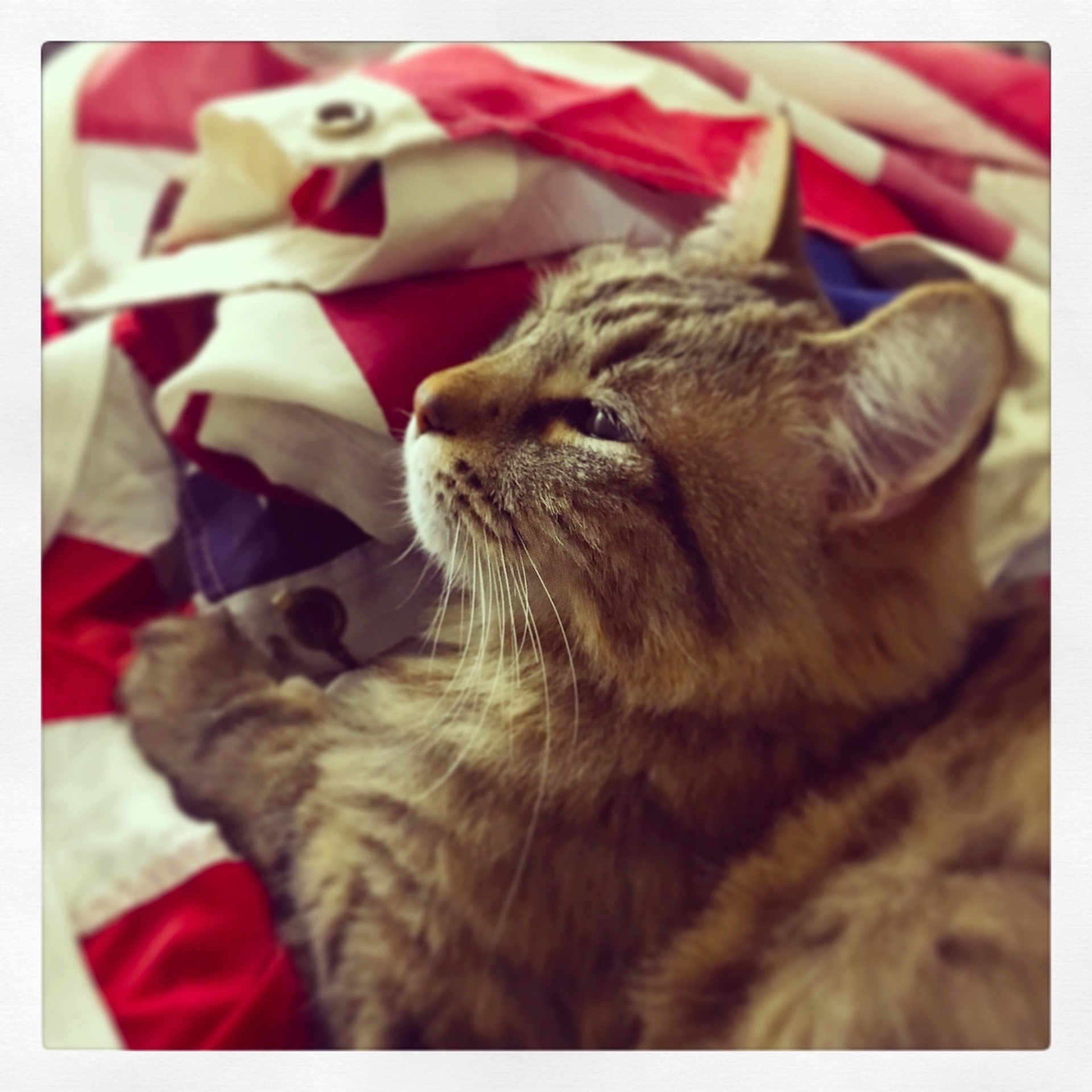 Abby joined the competition — help win amazing prizes! american_shorthair, asian, british_shorthair, carnivore, cat, domestic_short_haired_cat, ear, european_shorthair, felidae, fur, kitten, nap, paw, small_to_medium_sized_cats, snapshot, snout, square, tabby_cat, whiskers