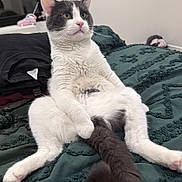 Panda joined the competition — help win amazing prizes! cat, tuxedo_cat, pet, indoor, bed, bedspread, green_bedspread, sitting, upright, paws, tail, whiskers, fur, cute, relaxed, domestic_animal, portrait, bedroom, textured_bedding, animal