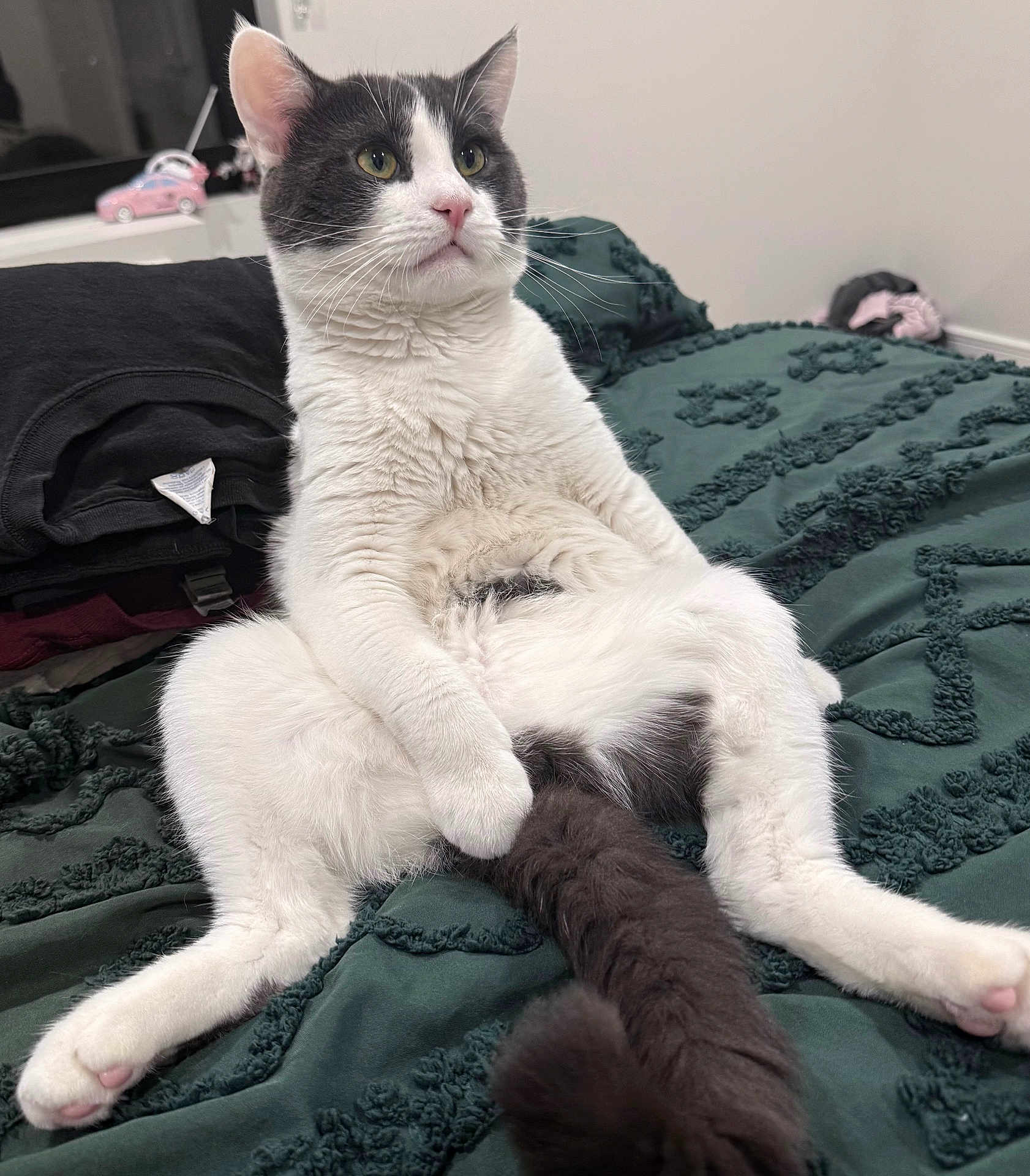 Panda joined the competition — help win amazing prizes! cat, tuxedo_cat, pet, indoor, bed, bedspread, green_bedspread, sitting, upright, paws, tail, whiskers, fur, cute, relaxed, domestic_animal, portrait, bedroom, textured_bedding, animal