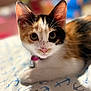 anchor, animal, bell, blanket, calico, cat, close_up, collar, curious, cute, ears, feline, indoor, kitten, nose, pattern, pet, portrait, whiskers, young