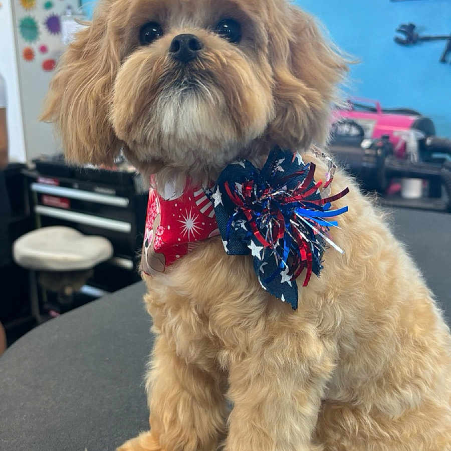 Mochi is registered to the contest to win money with this photo: animal, background, blue_bow, bow, closeup, companion, cute, decor, dog, face, fluffy, fur, grooming_salon, grooming_table, indoor, pet, red_bow, sitting, small_dog, white_bow