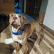 Prince is registered to the contest to win money with this photo: dog, pitbull, brindle, blue_collar, indoor, hardwood_floor, looking_up, pet, domestic_animal, front_paws, attentive, brown, white_markings, snout, ears, cabinet, refrigerator, paper_bag, shoes, doorway