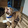 dog, pitbull, brindle, blue_collar, indoor, hardwood_floor, looking_up, pet, domestic_animal, front_paws, attentive, brown, white_markings, snout, ears, cabinet, refrigerator, paper_bag, shoes, doorway