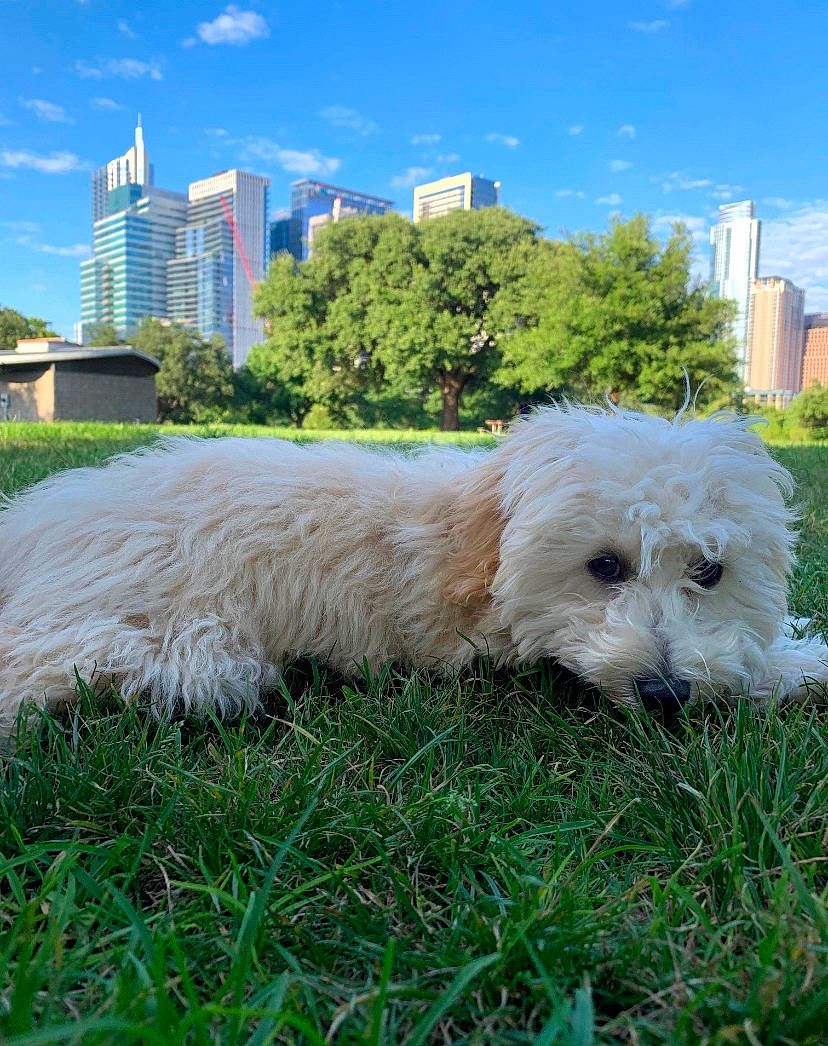 Dior joined the competition — help win amazing prizes! building, carnivore, cloud, companion_dog, dog, dog_breed, grass, grassland, landscape, pasture, plant, sky, skyscraper, sporting_group, terrestrial_animal, terrier, tower_block, toy_dog, tree, working_animal