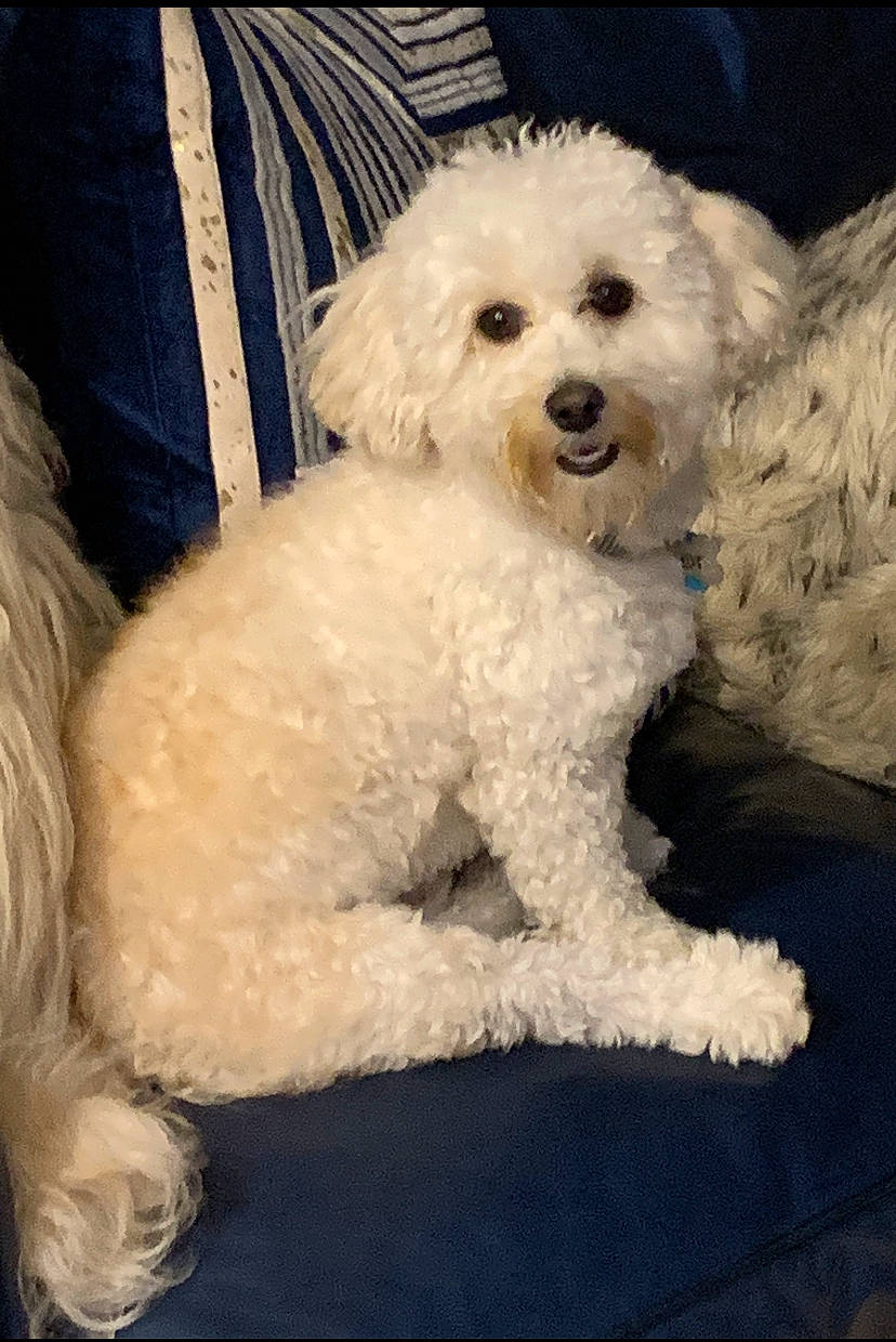 Dior joined the competition — help win amazing prizes! bichon, canidae, carnivore, companion_dog, dog, dog_breed, fur, labradoodle, maltepoo, non_sporting_group, poodle, small_terrier, sporting_group, terrier, toy_dog, water_dog, working_animal