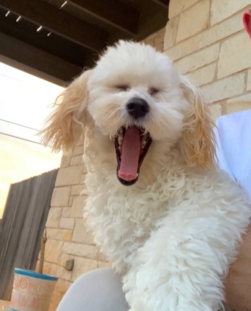 Dior is registered to the contest to win money with this photo: carnivore, companion_dog, dog, dog_breed, fur, maltepoo, non_sporting_group, pet_supply, poodle, shout, snout, sporting_group, toy_dog, water_dog, working_animal