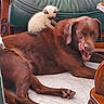 dog, kitten, cat, pet, animal, brown_dog, cream_kitten, sleeping, sitting, tongue_out, funny, adorable, companionship, indoor, furniture, leather_chair, tile_floor, cute, relaxed, animal_portrait