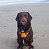 Mousse a rejoint le concours — aidez-le/la à gagner de superbes lots ! dog, beach, ocean, waves, sand, shoreline, brown_dog, sitting, tongue_out, harness, orange_harness, collar, pet, animal, outdoor, seaside, portrait, wet_fur, shells, daylight
