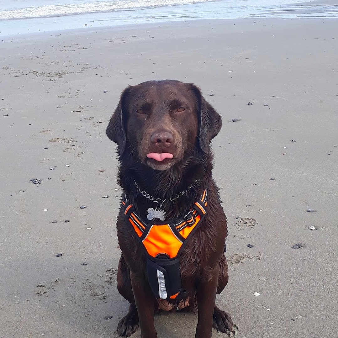 Mousse a rejoint le concours — aidez-le/la à gagner de superbes lots ! dog, beach, ocean, waves, sand, shoreline, brown_dog, sitting, tongue_out, harness, orange_harness, collar, pet, animal, outdoor, seaside, portrait, wet_fur, shells, daylight