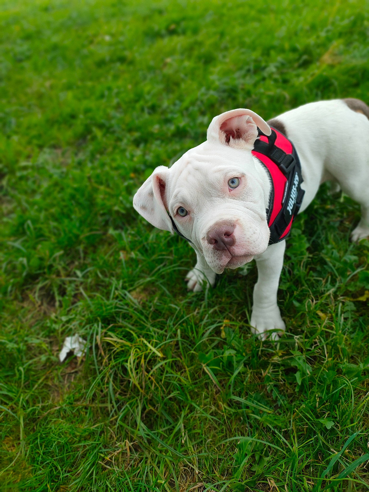 Koba a rejoint le concours — aidez-le/la à gagner de superbes lots ! canidae, carnivore, collar, companion_dog, dog, dog_breed, dog_collar, dogo_guatemalteco, fawn, grass, grassland, groundcover, molosser, pasture, plant, snout, sporting_group, tail, terrestrial_animal, working_animal