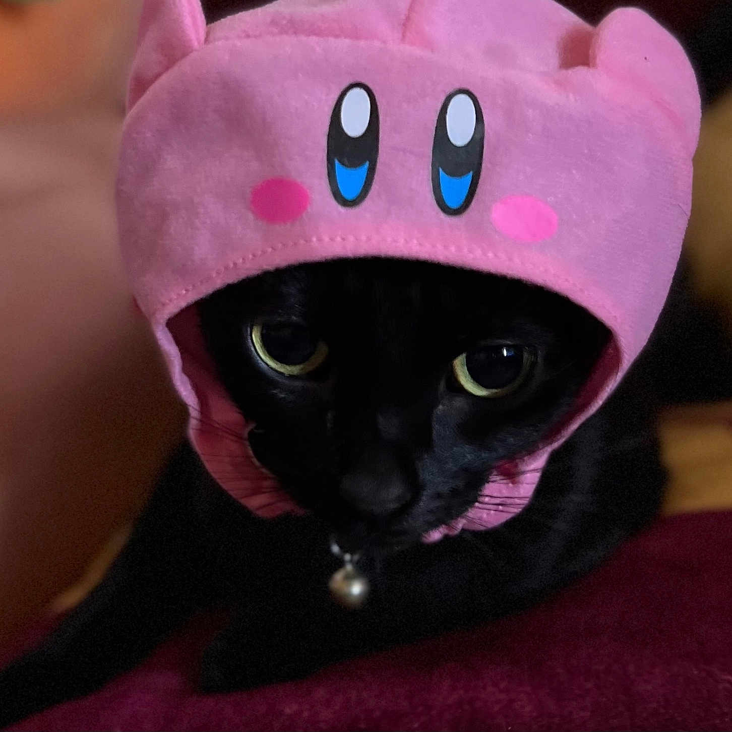 Salem is registered to the contest to win money with this photo: animal, baby, blackcat, blanket, cap, cat, clothing, face, hat, head, hood, hoodie, kitten, knitwear, person, pet, purple, sweater, sweatshirt, toy