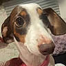 Mary Daughter joined the competition — help win amazing prizes! dog, dachshund, puppy, pet, animal, portrait, close_up, wide_eyed, long_snout, floppy_ears, brown_and_white, pink_collar, sitting, indoors, bed, home, cute, curious, face, photography
