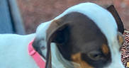 Mary Daughter is registered to the contest to win money with this photo: dog, puppy, pet, animal, white_coat, black_patches, brown_markings, pink_collar, outdoor, portrait, close_up, blurry, soft_focus, curious, playful, sitting, mulch, garden, background_blur, natural_light