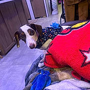 Mary Daughter is registered to the contest to win money with this photo: dog, pet, animal, floppy_ears, brown_and_white, portrait, curious, looking_at_camera, floral_clothing, dressed_pet, blanket, plush_blanket, colorful, red, blue, indoors, home, kitchen, floor, cozy