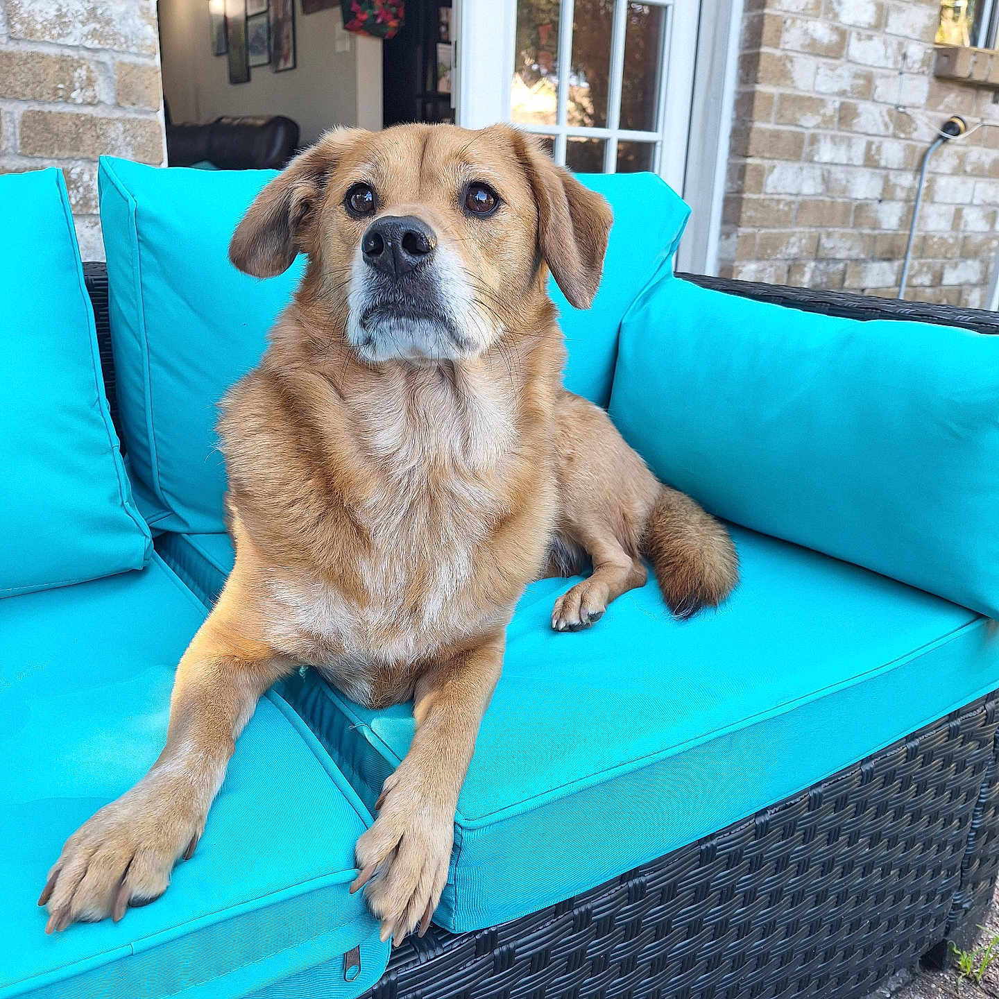 Pepper joined the competition — help win amazing prizes! dog, canine, pet, sofa, outdoor_furniture, cushion, turquoise, wicker, brick_wall, door, glass_pane, paw, fur, relaxed, looking_away, backyard, daylight, animal, companion, resting