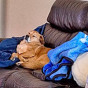 Pepper joined the competition — help win amazing prizes! dog, sleeping, couch, leather, blanket, blue_blanket, indoor, pet, relaxing, cozy, brown_dog, fur, snuggled, resting, home, living_room, comfort, canine, furniture, nap
