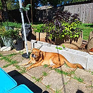 Pepper joined the competition — help win amazing prizes! backyard, blue_cushions, canine, concrete, daytime, dog, dragon_sculpture, fence, garden, grass, greenery, leisure, nature, outdoor, patio, plants, potted_plants, relaxed, shadow, sunlight