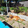 Pepper joined the competition — help win amazing prizes! dog, sunlight, backyard, patio, plants, garden, grass, fence, shadow, dragon_sculpture, outdoor, relaxed, canine, potted_plants, greenery, daytime, blue_cushions, concrete, nature, leisure