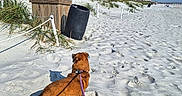 Pepper joined the competition — help win amazing prizes! dog, beach, sand, leash, dunes, grass, trash_bin, blue_sky, clouds, building, footprints, sunlight, outdoor, pet, canine, nature, daytime, vacation, landscape, animal
