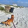 dog, beach, sand, leash, dunes, grass, trash_bin, blue_sky, clouds, building, footprints, sunlight, outdoor, pet, canine, nature, daytime, vacation, landscape, animal