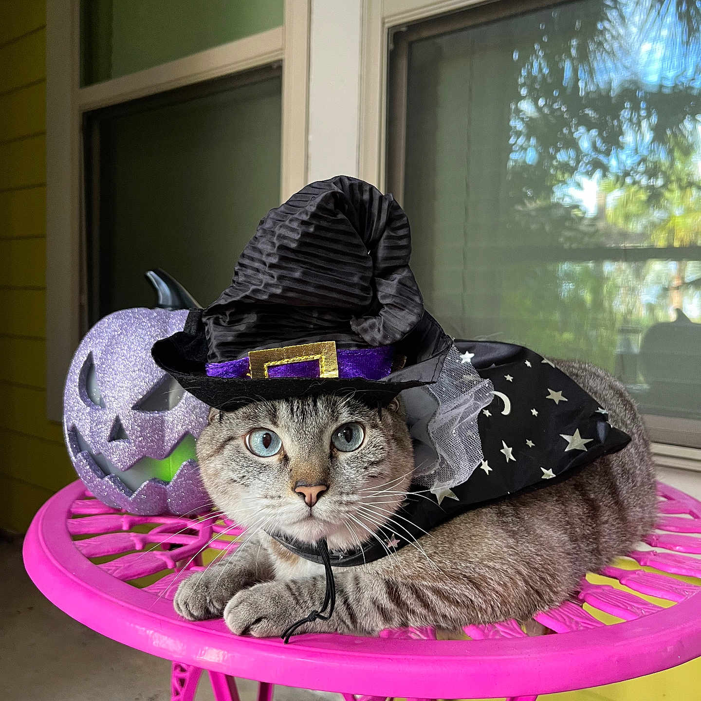 Beatrix joined the competition — help win amazing prizes! adult, animal, cat, chair, clothing, diningtable, face, female, furniture, hat, head, homedecor, kitten, person, pet, photography, portrait, purple, table, woman