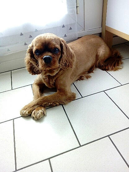 Jenna participe au concours pour gagner de l'argent avec cette photo : american_cocker_spaniel, canidae, carnivore, cocker_spaniel, companion_dog, dog, dog_breed, english_cocker_spaniel, fawn, field_spaniel, liver, mammal, puppy, rare_breed_dog, snout, spaniel, sporting_group, sussex_spaniel