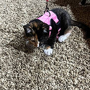 Tig Tig joined the competition — help win amazing prizes! kitten, calico, cat, pet, indoor, carpet, harness, leash, animal, cute, small, feline, whiskers, paws, young, fur, domestic, playful, curious, pink