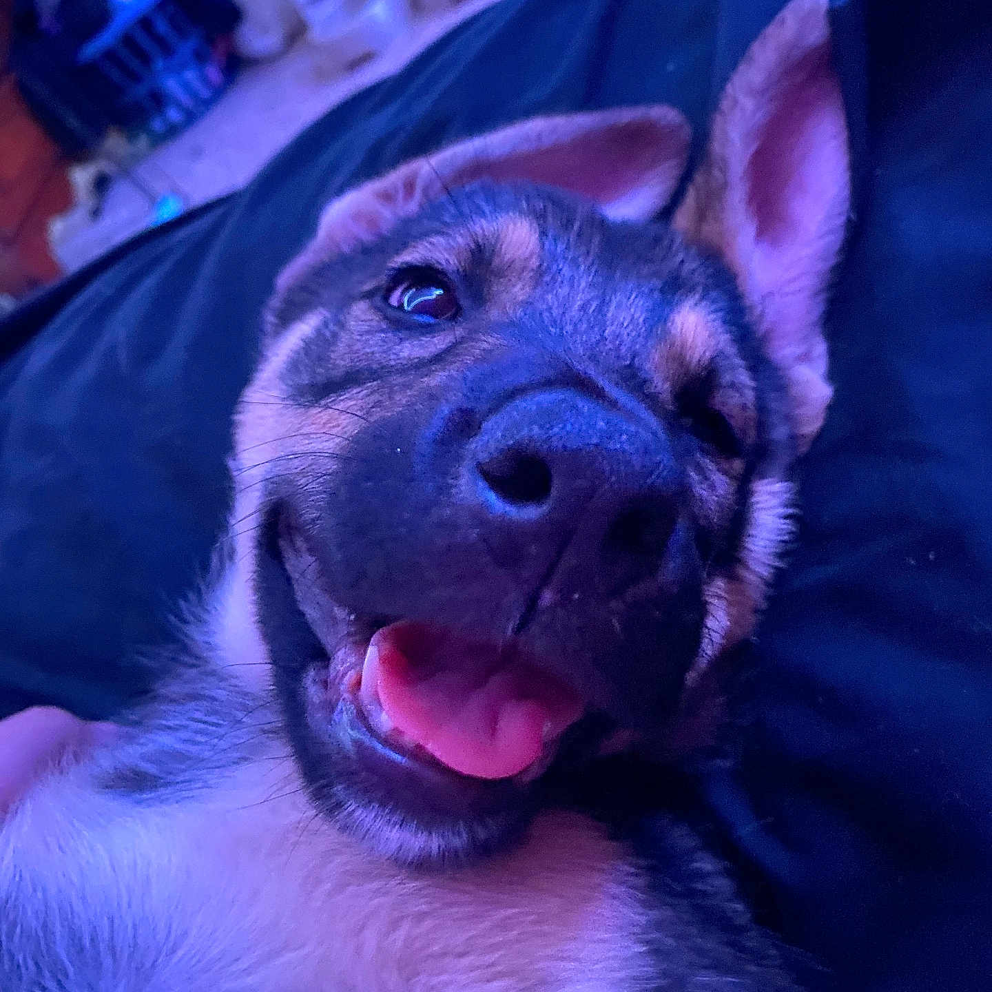 Sadie joined the competition — help win amazing prizes! animal, black_nose, canine, close_up, cozy, cute, dog, ears, fur, furry, happy, indoor, lying_down, pet, portrait, puppy, relaxed, smiling, tongue_out, young_dog