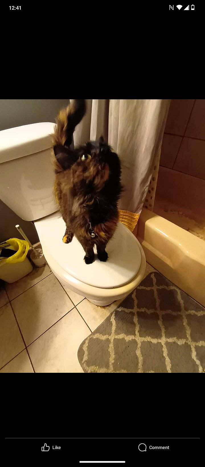 Violet joined the competition — help win amazing prizes! bathroom, carnivore, cat, comfort, companion_dog, dog_breed, felidae, floor, flooring, fur, hardwood, household_supply, pet_supply, plumbing, plumbing_fixture, small_to_medium_sized_cats, tail, terrestrial_animal, toilet, whiskers