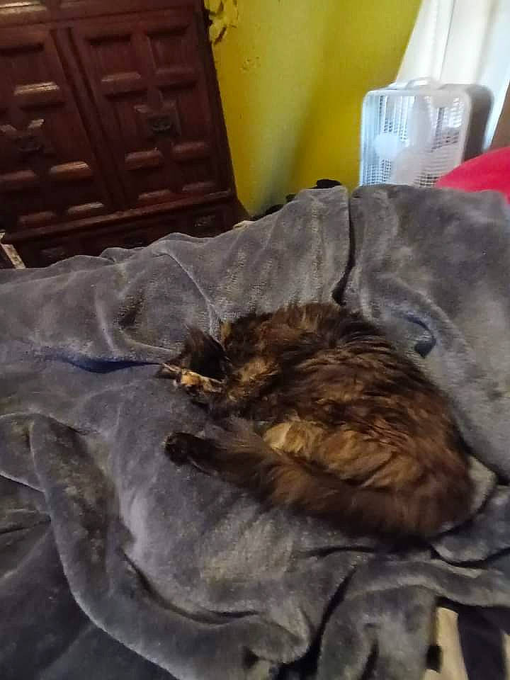 Violet is registered to the contest to win money with this photo: cabinetry, canidae, carnivore, cat, comfort, domestic_short_haired_cat, duvet, felidae, fur, linens, nap, plastic_bag, room, sleep, small_to_medium_sized_cats, sporting_group, tail, whiskers, wood