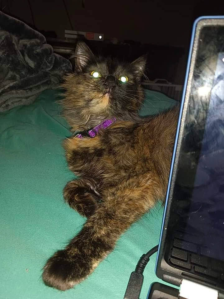 Violet is registered to the contest to win money with this photo: box, carnivore, cat, communication_device, computer, computer_keyboard, domestic_short_haired_cat, felidae, fur, input_device, laptop, netbook, output_device, paw, personal_computer, portable_communications_device, small_to_medium_sized_cats, snout, tail, whiskers